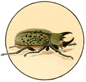 insect_icon