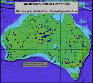 Map of Australia showing distribution of two species of Glossostigma