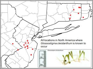 Map showing known locations of Glossostigma cleistanthum in Connecticut, New Jersey, and Pennsylvania.