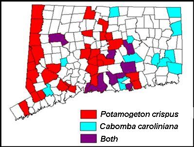 Map of Connecticut showing distribution of Potamogeton crispus and Cabomba caroliniana.