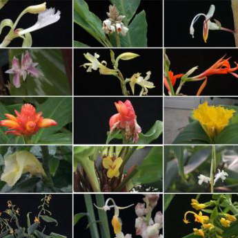 Suite of flower pictures of the ginger family