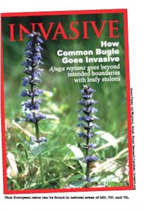 imaginary magazine cover of "INVASIVE" featuring cover image of Common Bugle