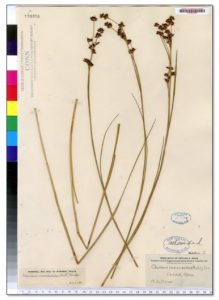 Image of an herbarium specimen