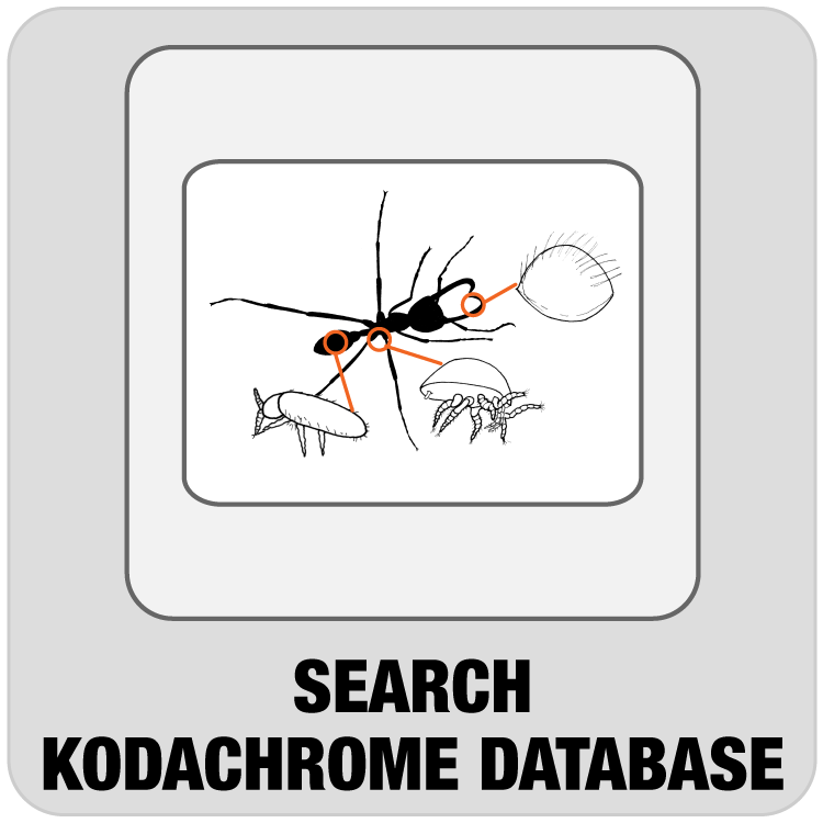 Link to Search Kodachrome Database