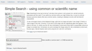 Screen shot of simple search page 