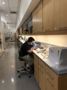A student with short dark hair, wearing a face mask, black shirt, tan pants, and blue gloves, sits at a lab counter measuring a pig skull