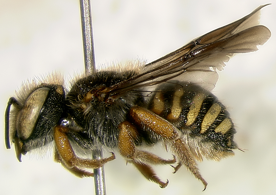 A new bee species gnaws its nest holes into stone, Colorado Arts and  Sciences Magazine